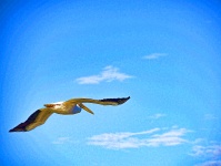 Pelican In Flight