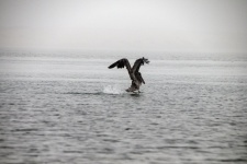 Pelican Landing in Water