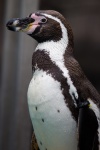 Pinguin portret
