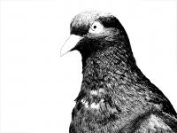 Ilustração de pombo