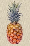 Pittura ad acquerello di ananas