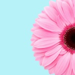 Rózsaszín Daisy Flower