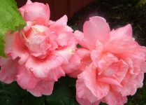 Rózsaszín virágok