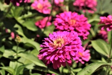 Pink Zinnia Flowers 2