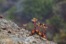 Plants Grow On Rock Background