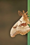 Polyphemus Moth Boční pohled