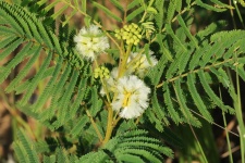 Prairie Acacia Wildflowers