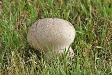 Champignon Puffball dans l'herbe
