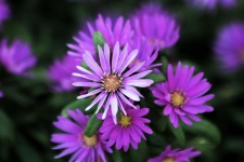 Purple Asters Close-up 2