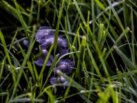 Purple Mushrooms en hierba