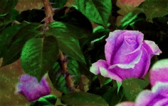 Purple Rose Bud