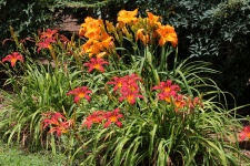 Červené a oranžové denní lilie v zahradě