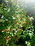 Roter Beeren-Bush