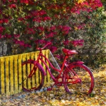 Bicicleta vermelha no outono