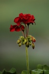 Red Geranium Bloom and Buds