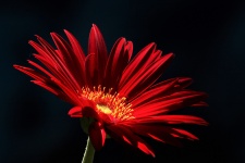 Red Gerbera Daisy In Spotlight