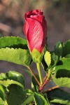 Red Hibiscus Bud 2