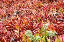 Red Ice Plant Background