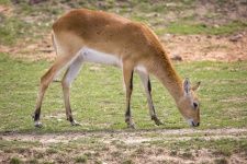 Antilope Lechwe Rouge