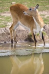 Red Lechwe Antelope