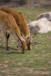 Red Lechwe Antelope