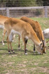 Antilope Lechwe Rouge