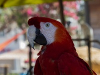 Rode papegaai portret