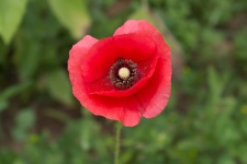 Vörös Poppy