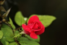 Bocciolo di rosa rossa e gocce di pioggi