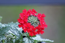 Red Verbena Flower Close-up