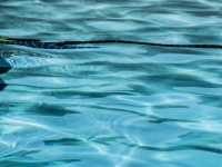 Ripples Of A Swimming Pool