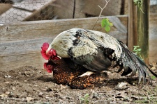 Galo e galinha de acasalamento