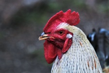 Rooster Head Close-up