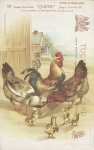 Rooster Vintage Postcard