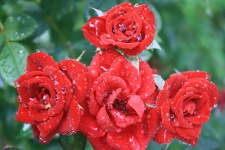Rose Cluster