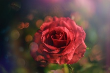 Ros, röd, blomma, kronblad, kärlek,