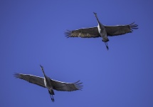 Sandhill Cranes i flyg