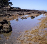 Schilderachtige rotsachtige kust NZ