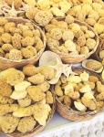 Mořské houby
