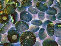 Sea Urchin Background