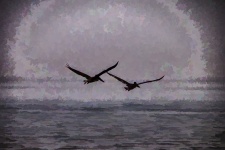 Silhouetted Pelicans Flying