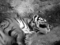 Slapende tijger