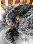 Сонная табби-кошка