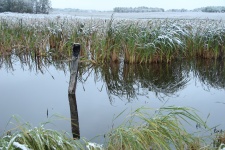 Snow Covered Cattails in a Marsh