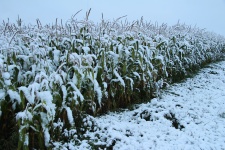 Champ de maïs couvert de neige