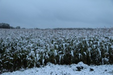 Campo de milho coberto de neve