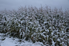 Campo de milho coberto de neve