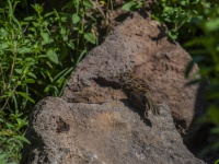 Sparrow Resting on a Rock