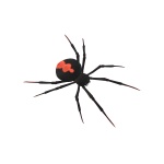 Spinne 3D-Zeichnung