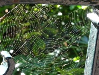 Spindlar Web på skenor